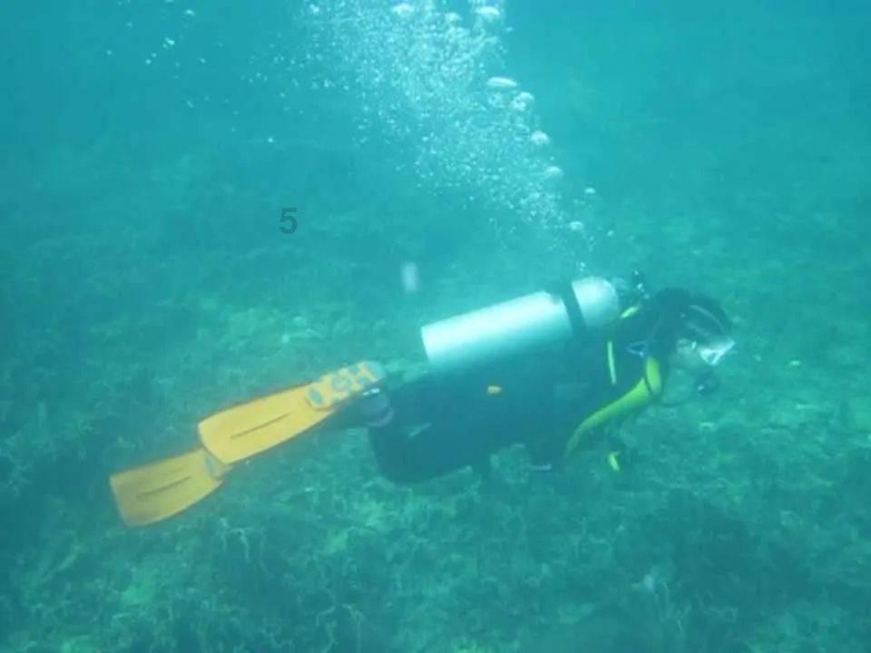 英雄的动物是什么生肖游戏画面